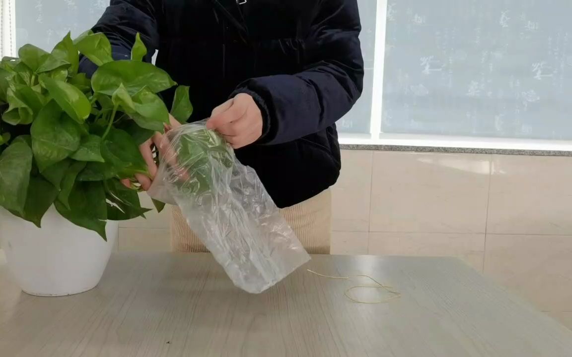 叶的蒸腾作用