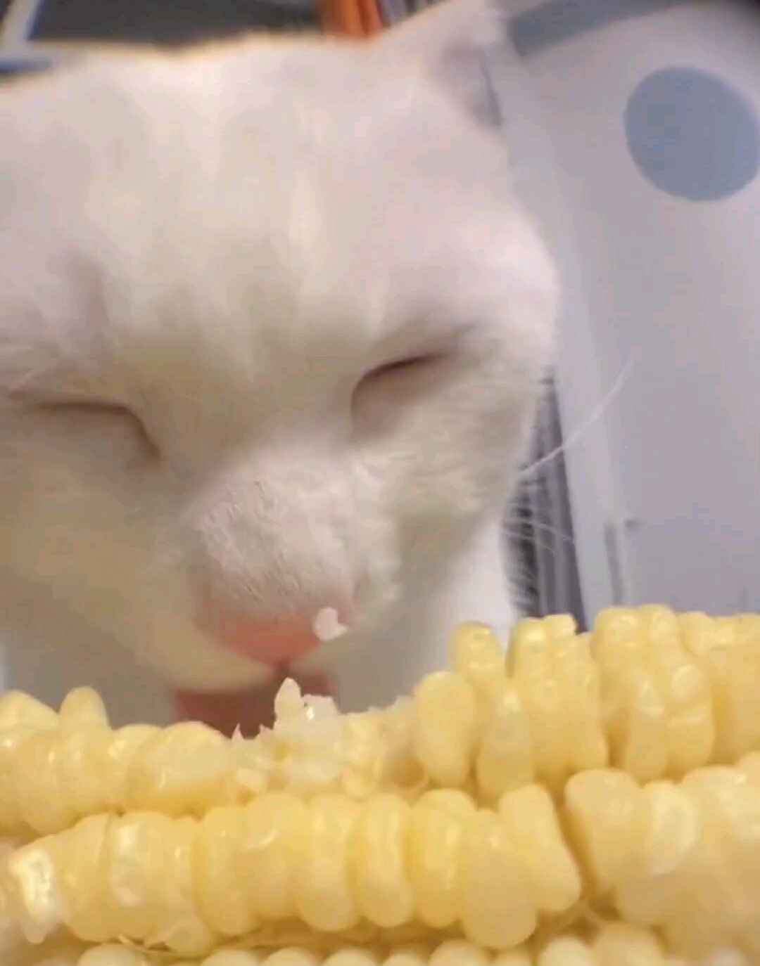 猫猫吃玉米