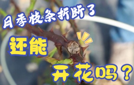 【天狼月季】花友答疑:月季花枝断了还能开花吗?哔哩哔哩bilibili