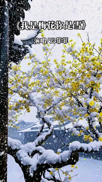 一树梅花等雪飞
