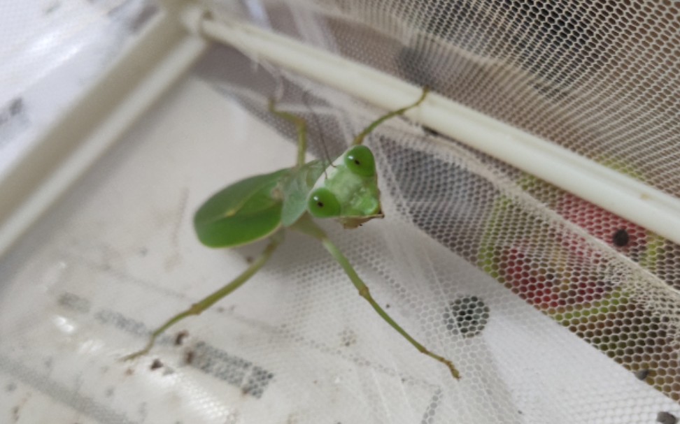 【一些事】关于螳螂捕捉足的杂谈