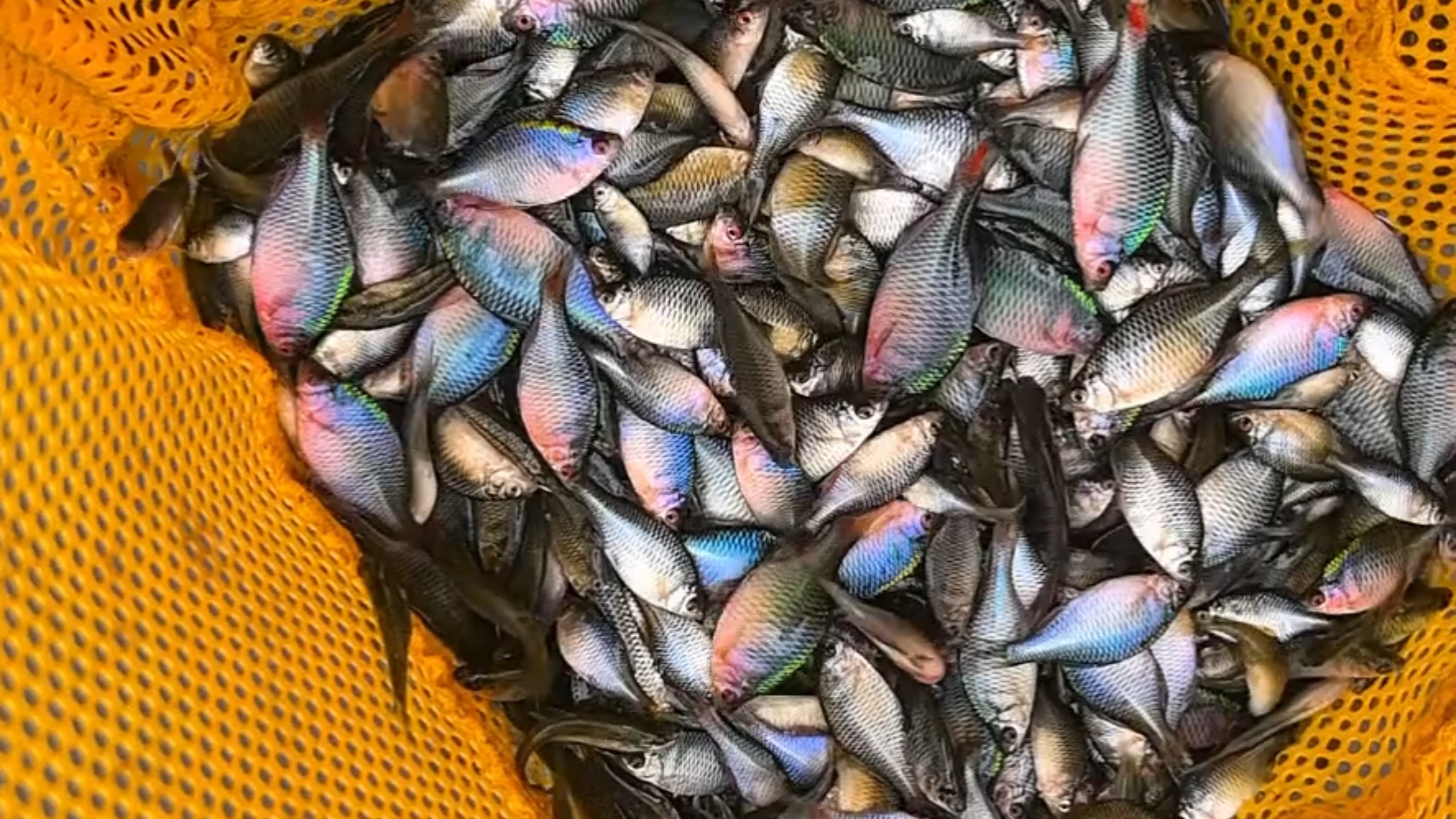 野采鳑鲏，发现鳑鲏窝了，一笼随随便便捞上千条