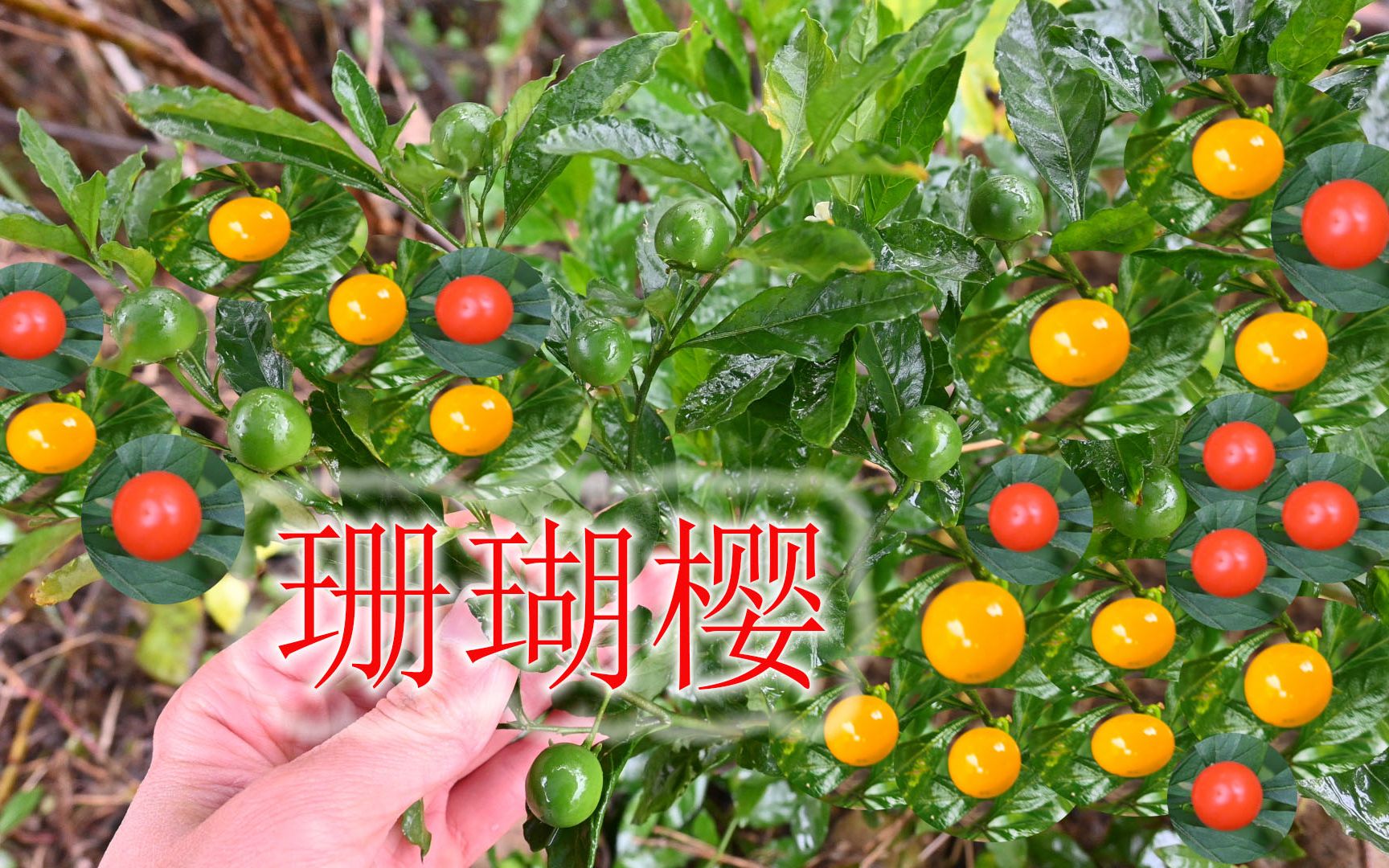 野生花卉植物“珊瑚樱”,果实诱人别误食,除了观赏根可泡酒哔哩哔哩bilibili