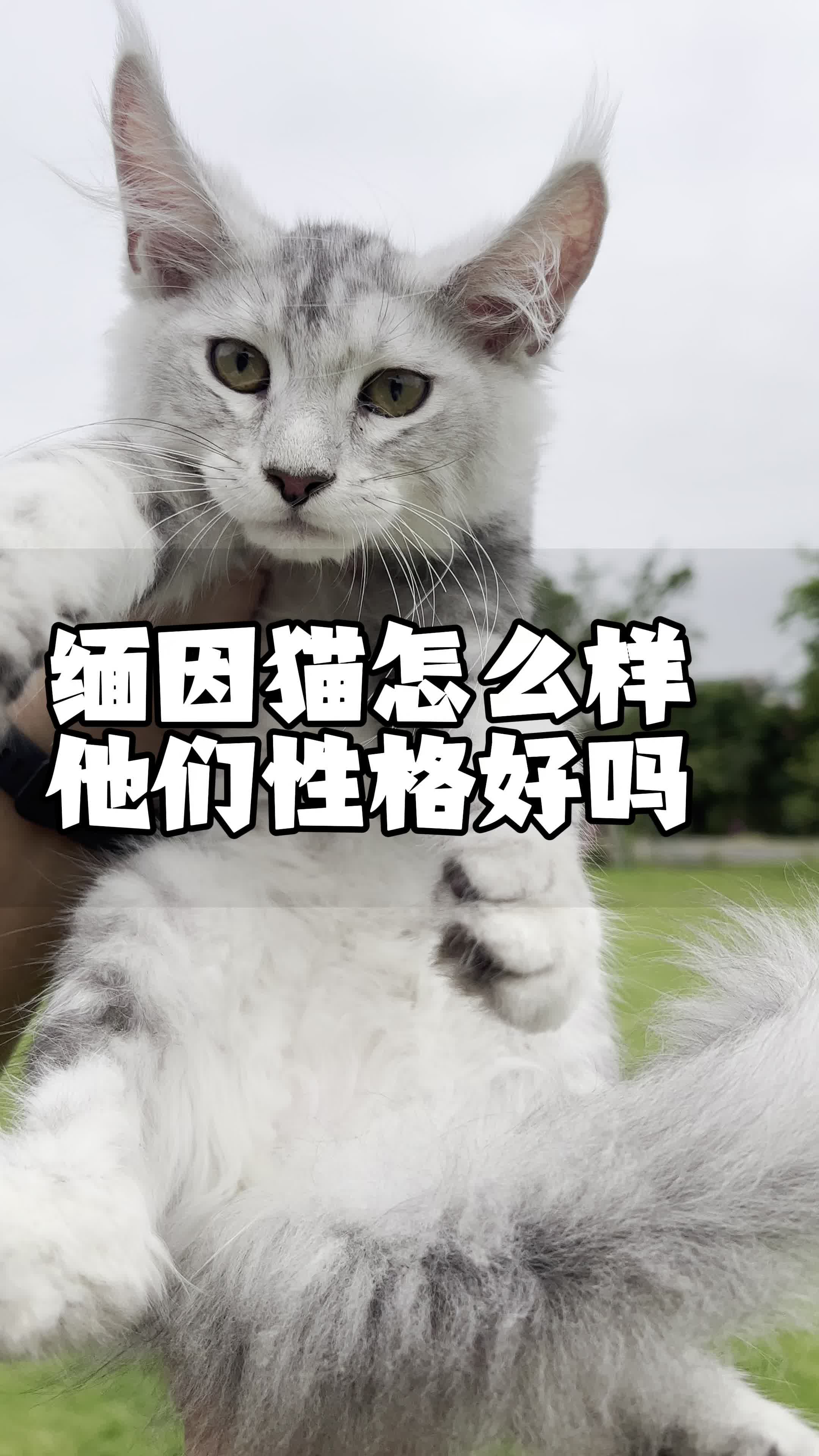 缅因猫怎么样?缅因猫性格如何?缅因猫要多少钱?#萌宠推荐官 #缅因猫 #缅因哔哩哔哩bilibili