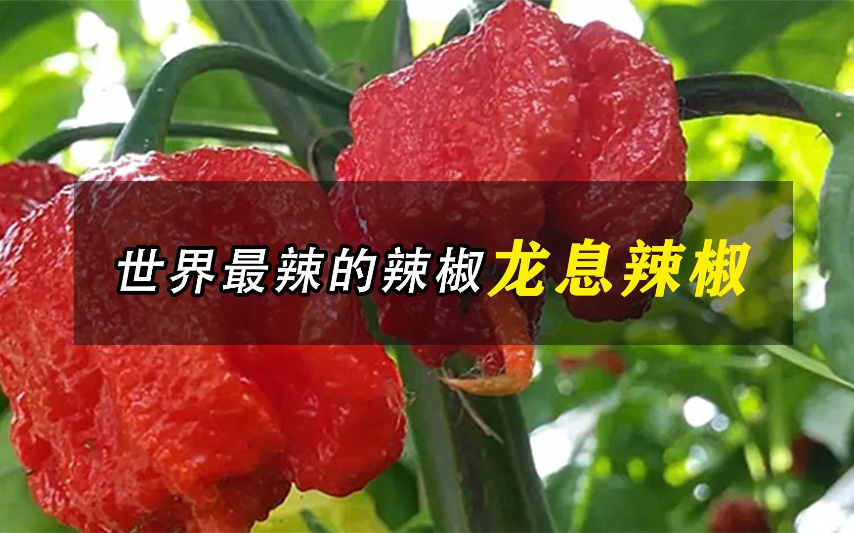 辣度是四川火锅的1250倍,吃辣高手见了都摇头,龙息辣椒有多辣?