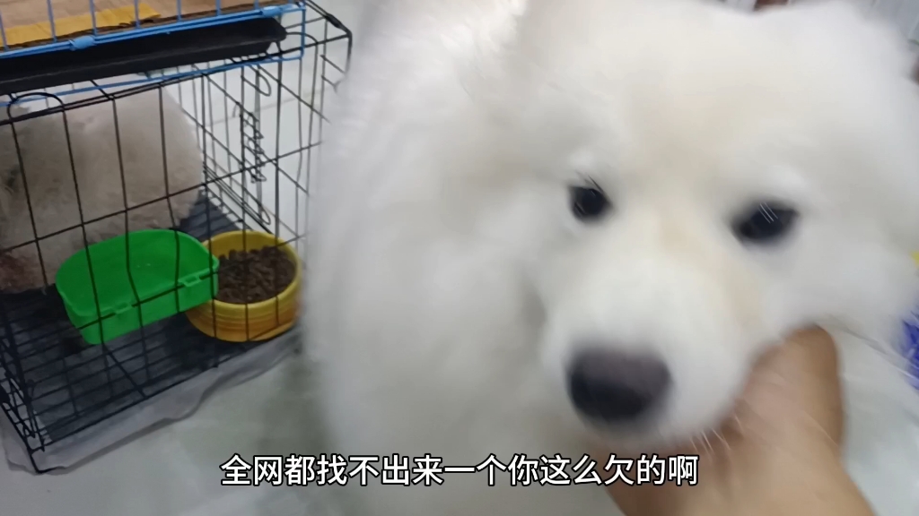 你等你生孩子了,也让雪碧追着玩,我让你不当狗.