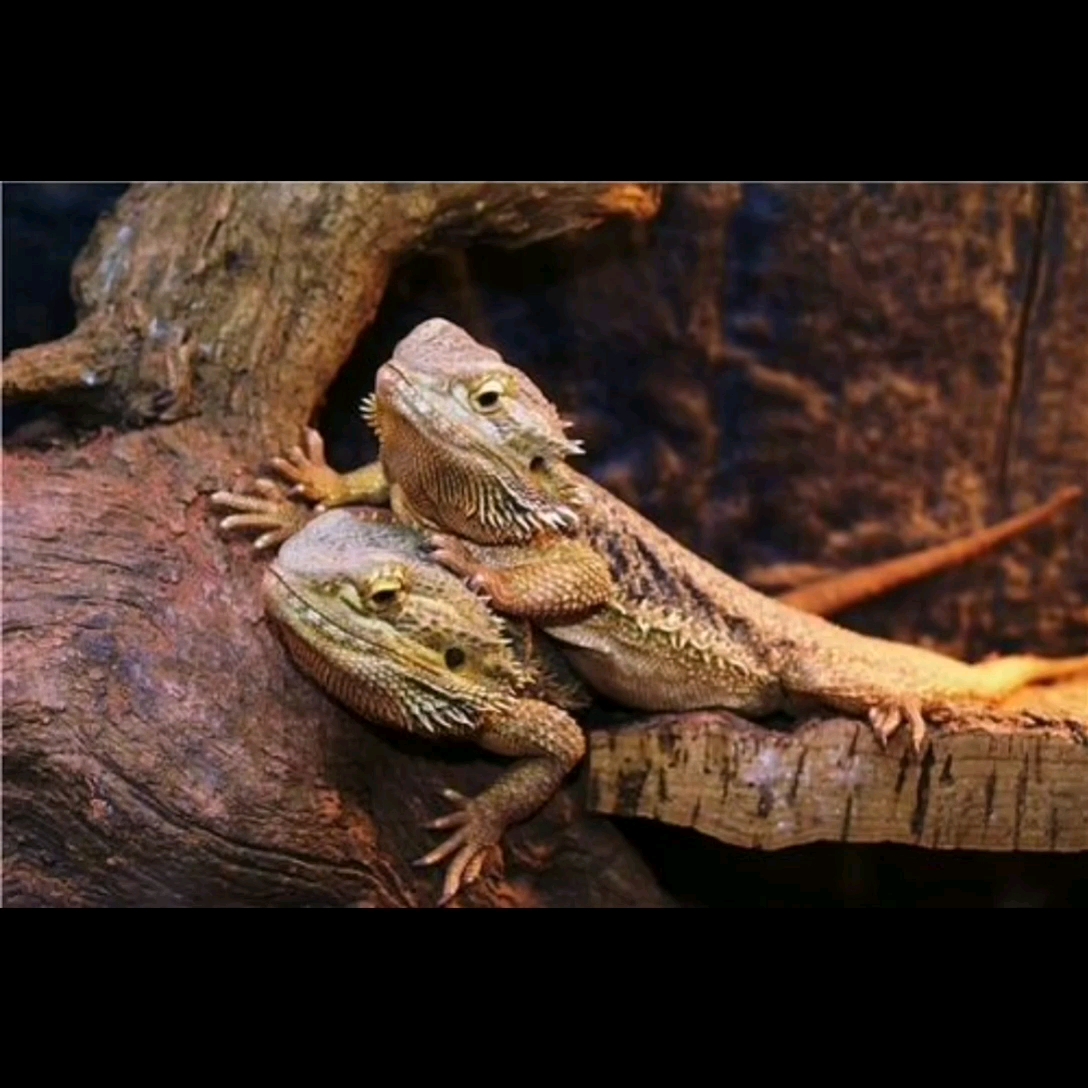 猎镰猛蚁,白菜巢开箱!