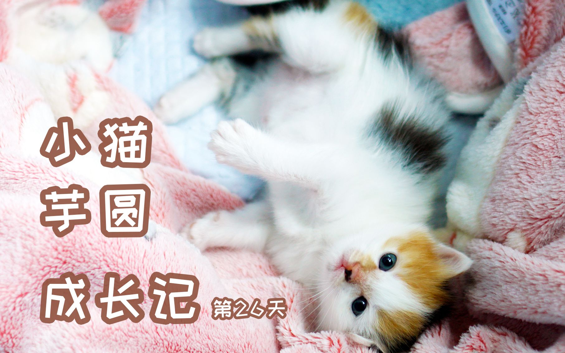 猫二姨入侵产房!奶猫:我怎么多了个妈?猫妈:我怎么多了个大宝宝?【芋圆出生第25、26天】哔哩哔哩bilibili