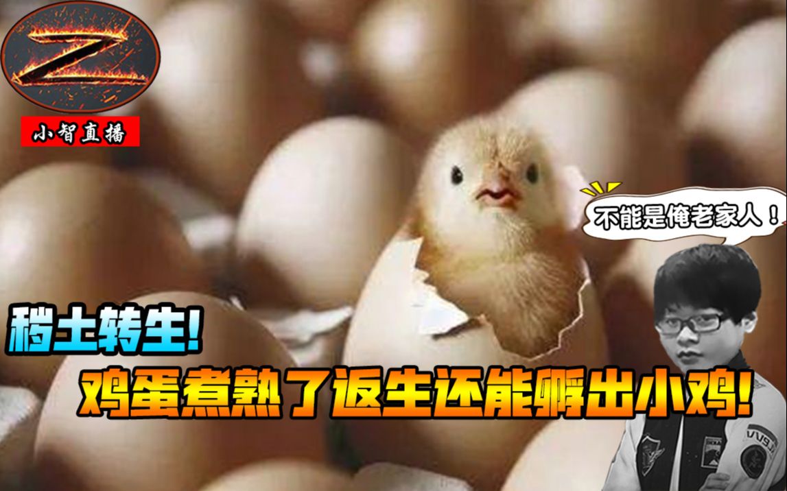 【小智】鸡蛋煮熟了返生还能孵出小鸡!