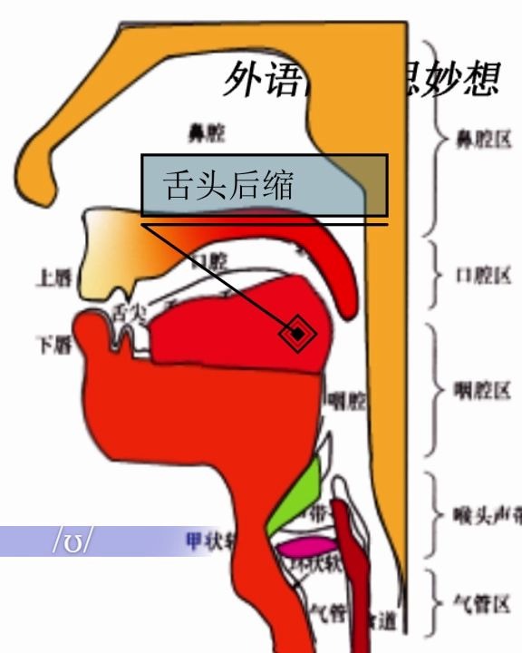 8单元音 英语音标舌位结构图|英语音标拼读|英语音标怎么读