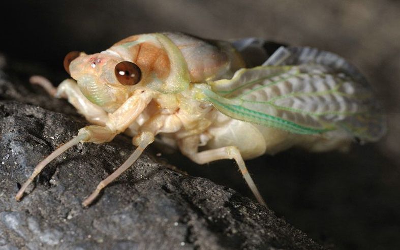 夏天吵到死蝉居然全都是公的能叫10几年目的让人尴尬