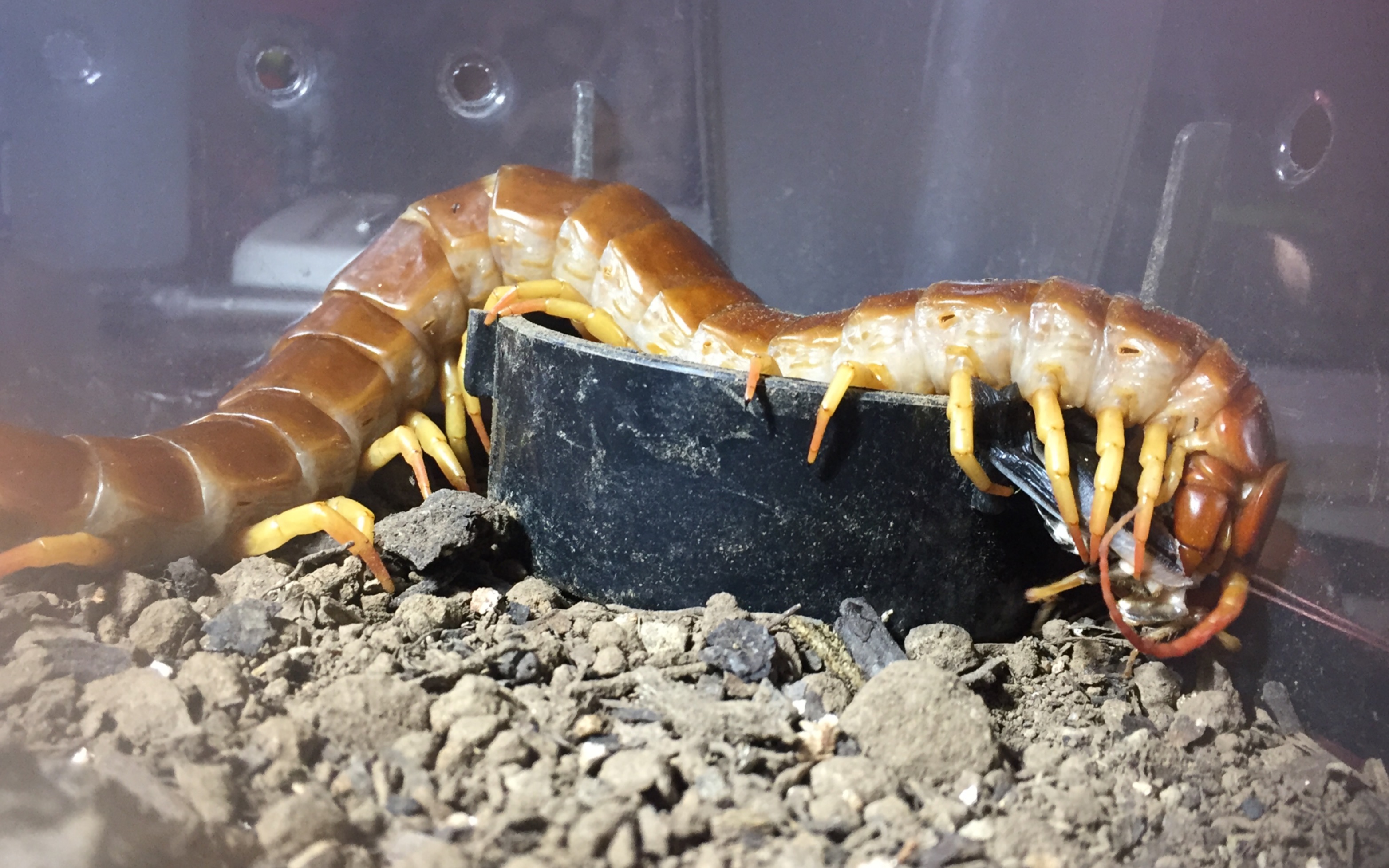 火焰脚巨人蜈蚣scolopendradehaani捕食温度20度