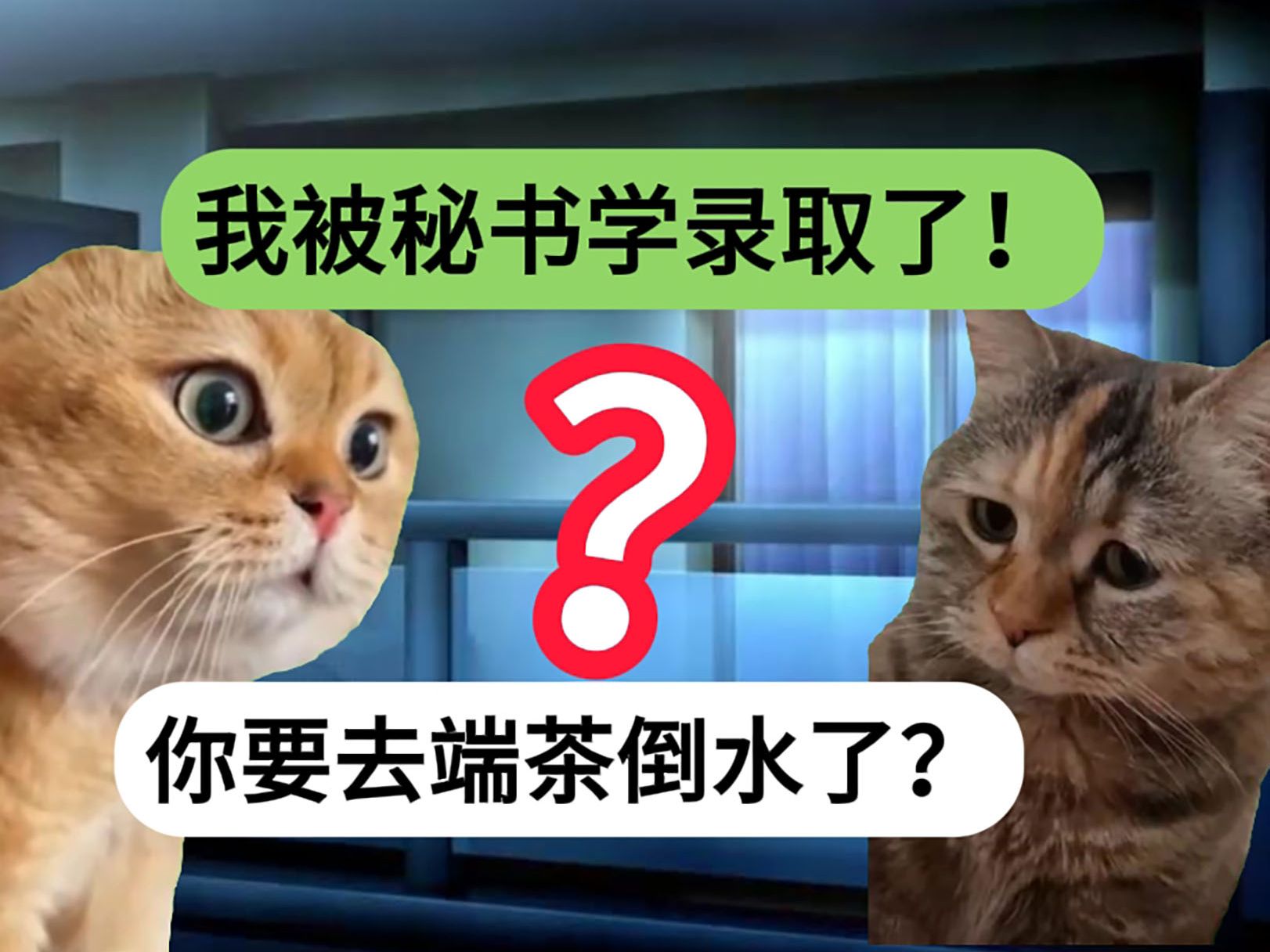 【猫meme】当我被录取到秘书学专业时哔哩哔哩bilibili