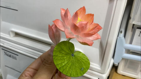属于新手的第一支荷花诞生啦 百度的首选是睡莲 是花瓣不够椭圆吗 哔哩哔哩