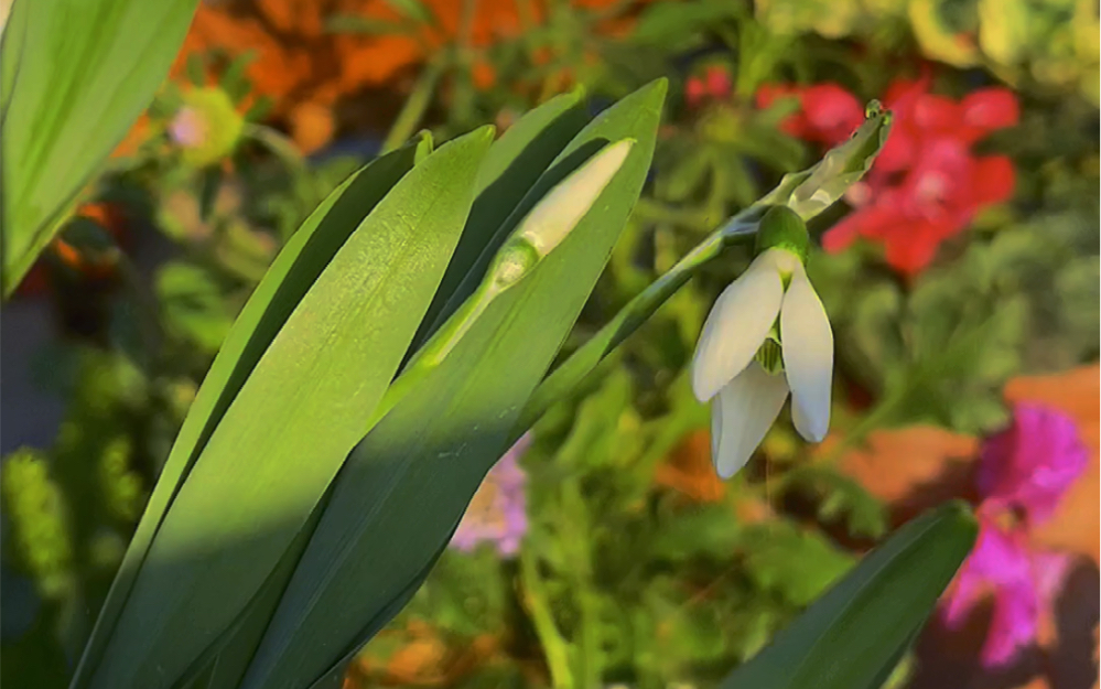 雪滴花,真正的雪地里开花的矮生种球类花花,极其耐寒,北方的花友们也