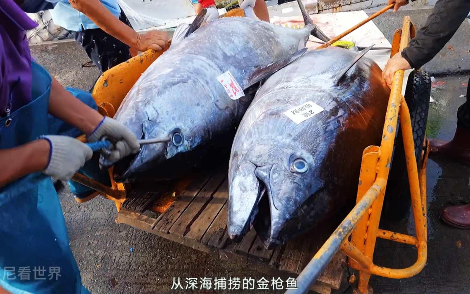 极危物种蓝鳍金枪鱼竟在北京一日式料理店出售！绿会在行动