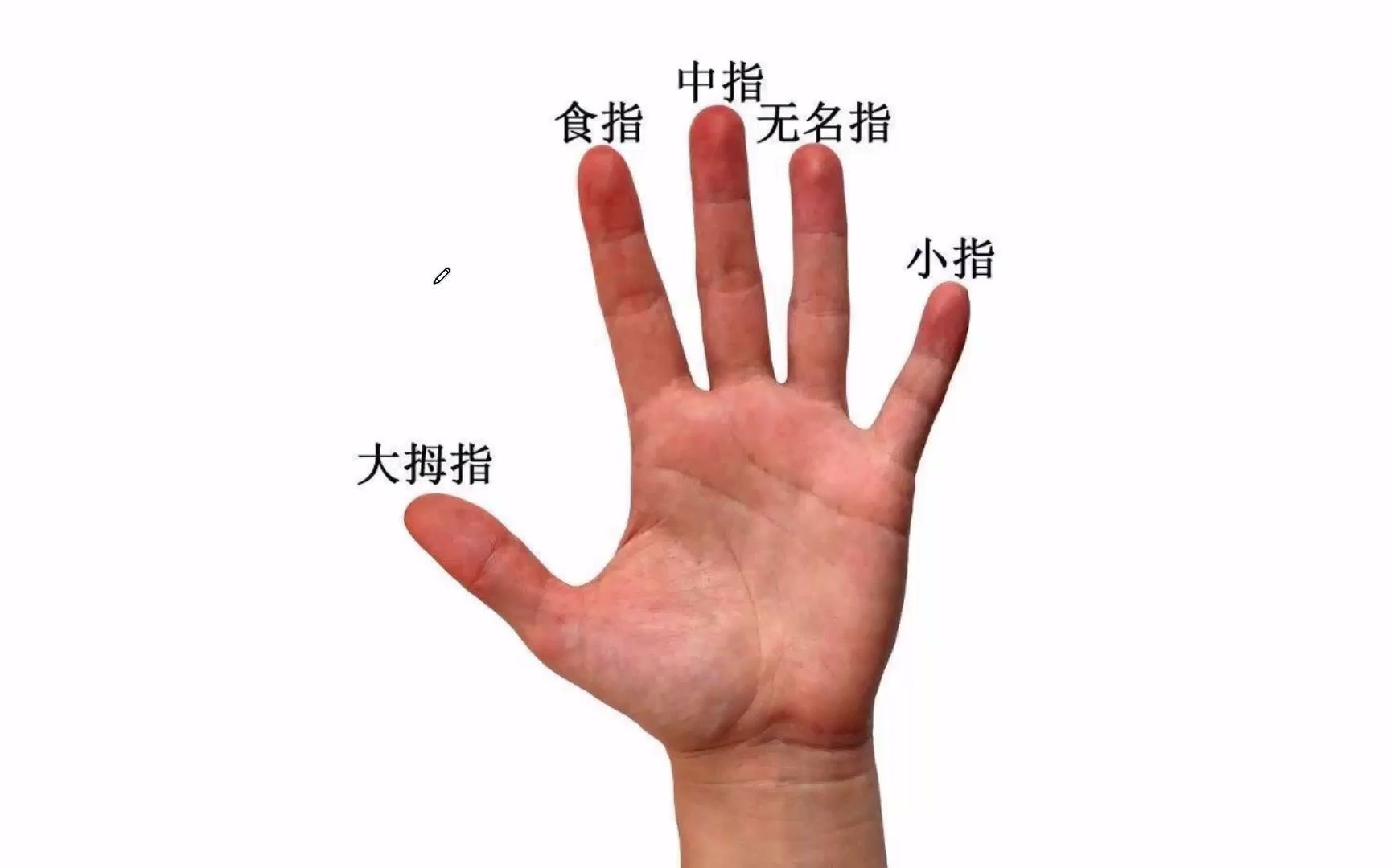 手掌中的五根手指,分别代表了什么?
