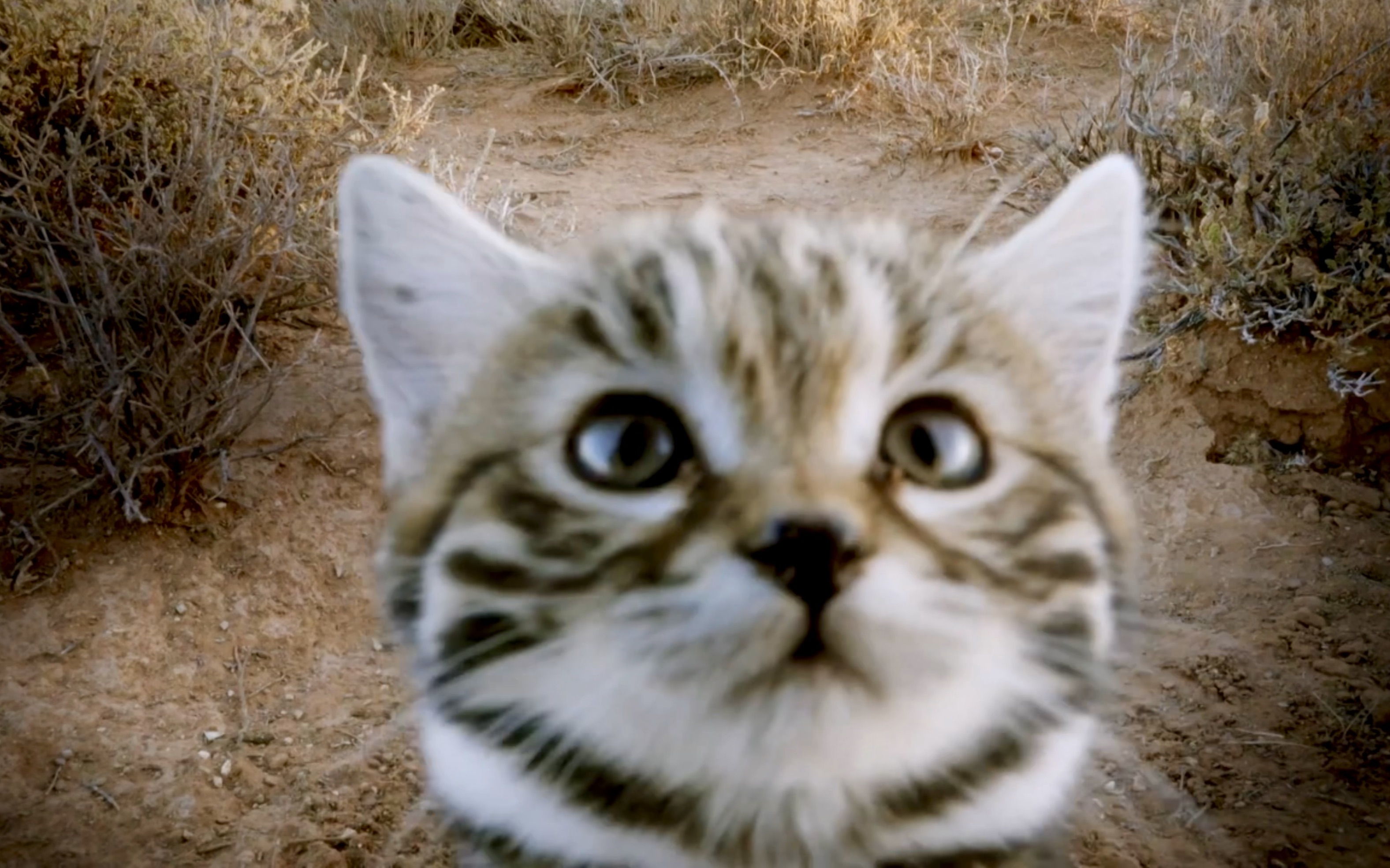 这么萌的黑足猫竟然是沙漠最致命的杀手(○ω○)