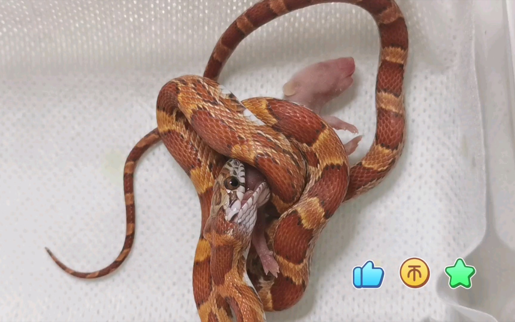 记录一次勉强及格的绞杀