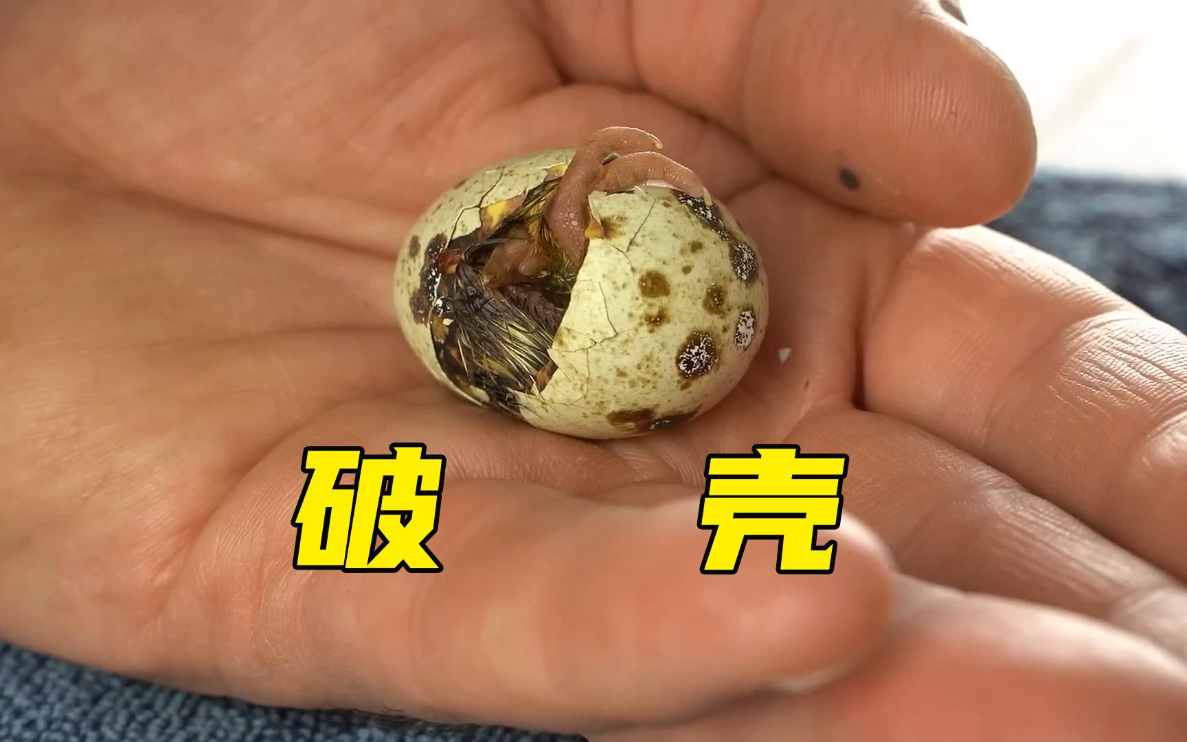 鹌鹑蛋孵化失败图图片