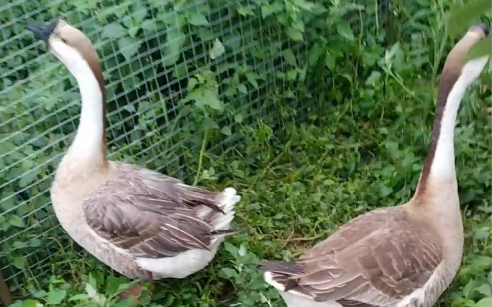 苹果树下的村霸大鹅!