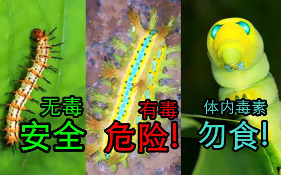 中国毛毛虫毒性鉴定，安全or致命？洋辣子到底是什么? 哪些毛毛虫才是真正危险的？