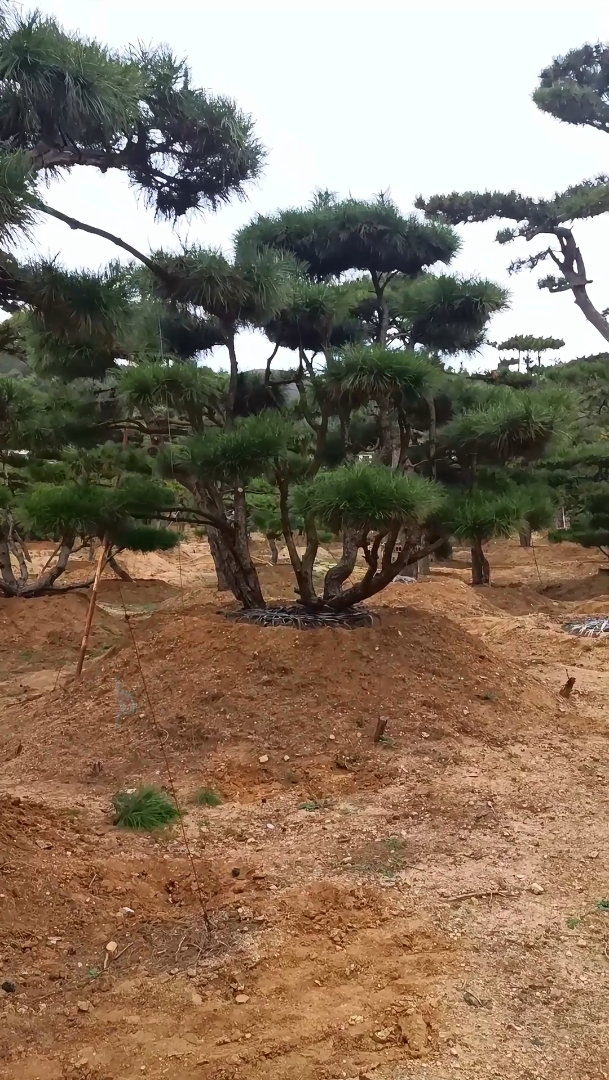 造型松基地欢迎参观选购!