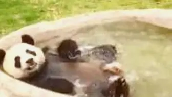 熊猫以为自己要被淹死，不想水深不过半米，下一秒让人忍不住笑了