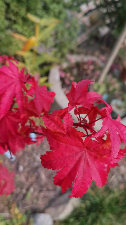 枫树"约旦",秋色