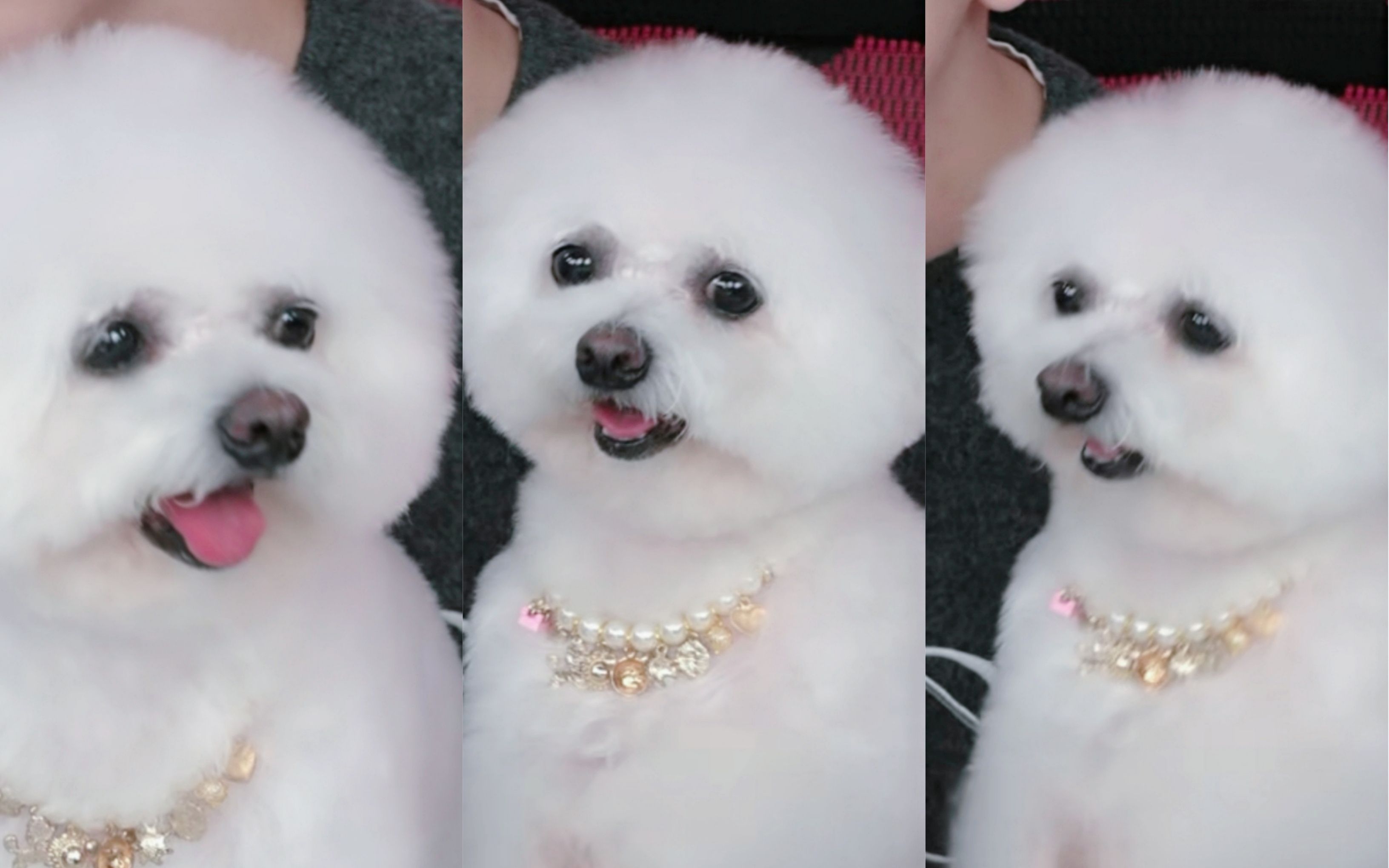 【奈娃家族】never和孩子们上学前的最后一次露面!