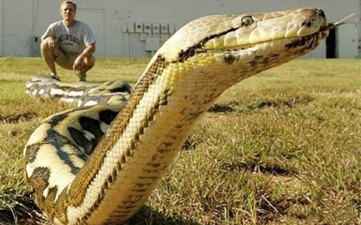 惊现100米长的巨蛇图片