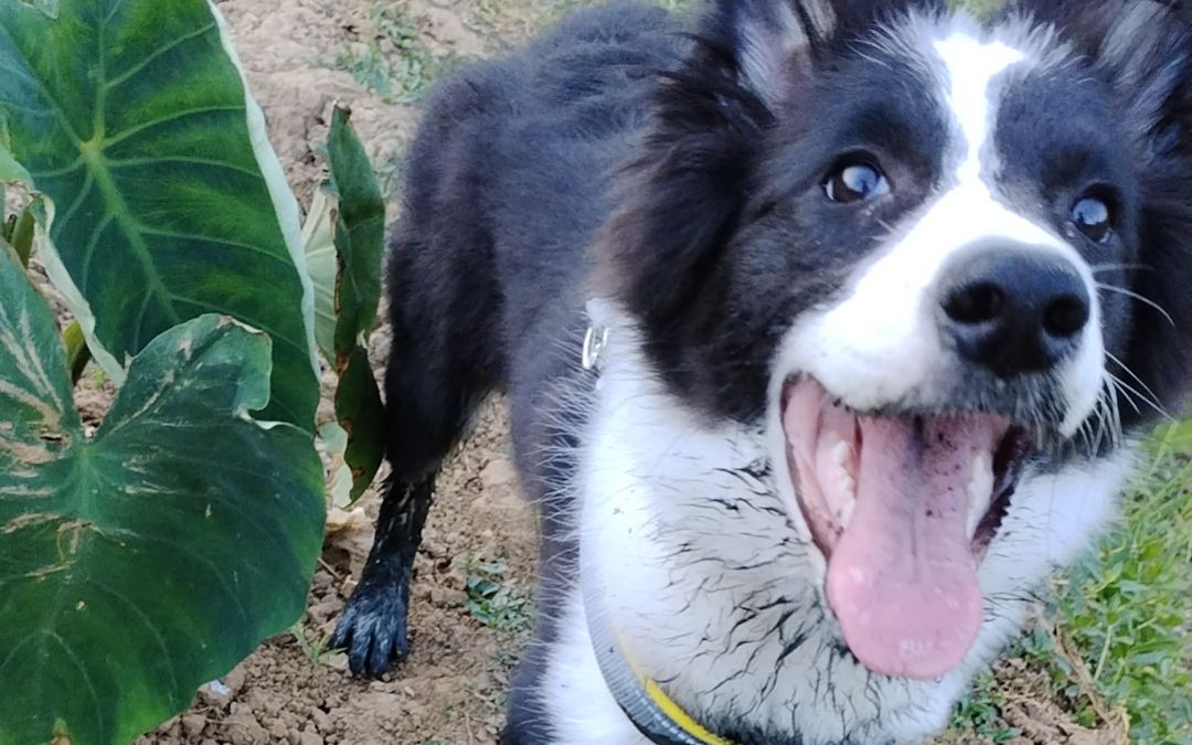 这狗不能要了!人麻了,ta为什么这么开心?