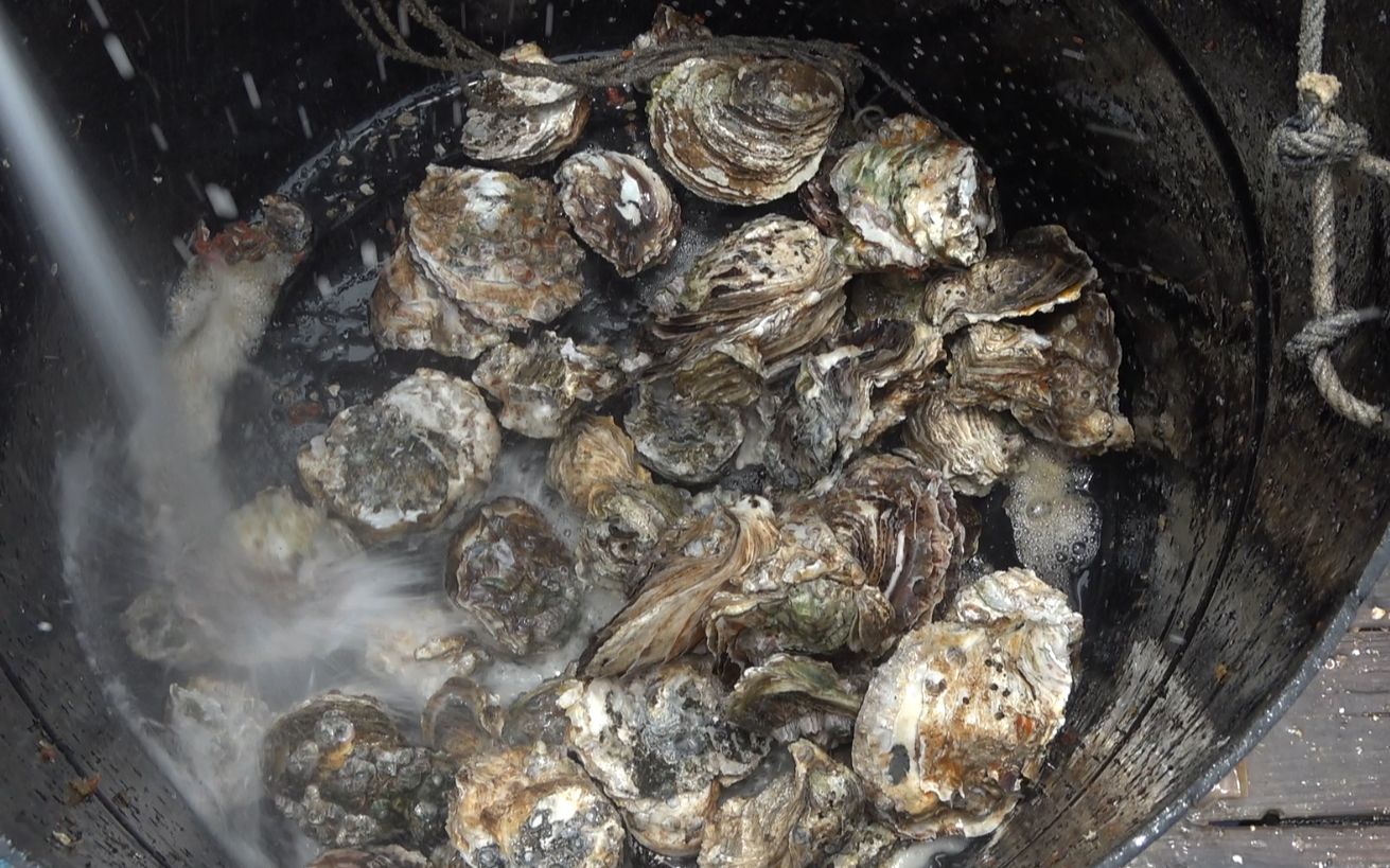 海里长的野生蚝又大又肥,小池拿回家煮了一大锅,孩子们抢着吃