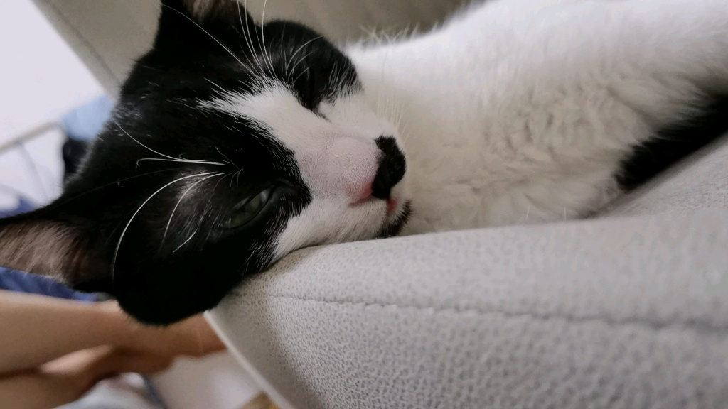 睁眼睡觉的神猫猫