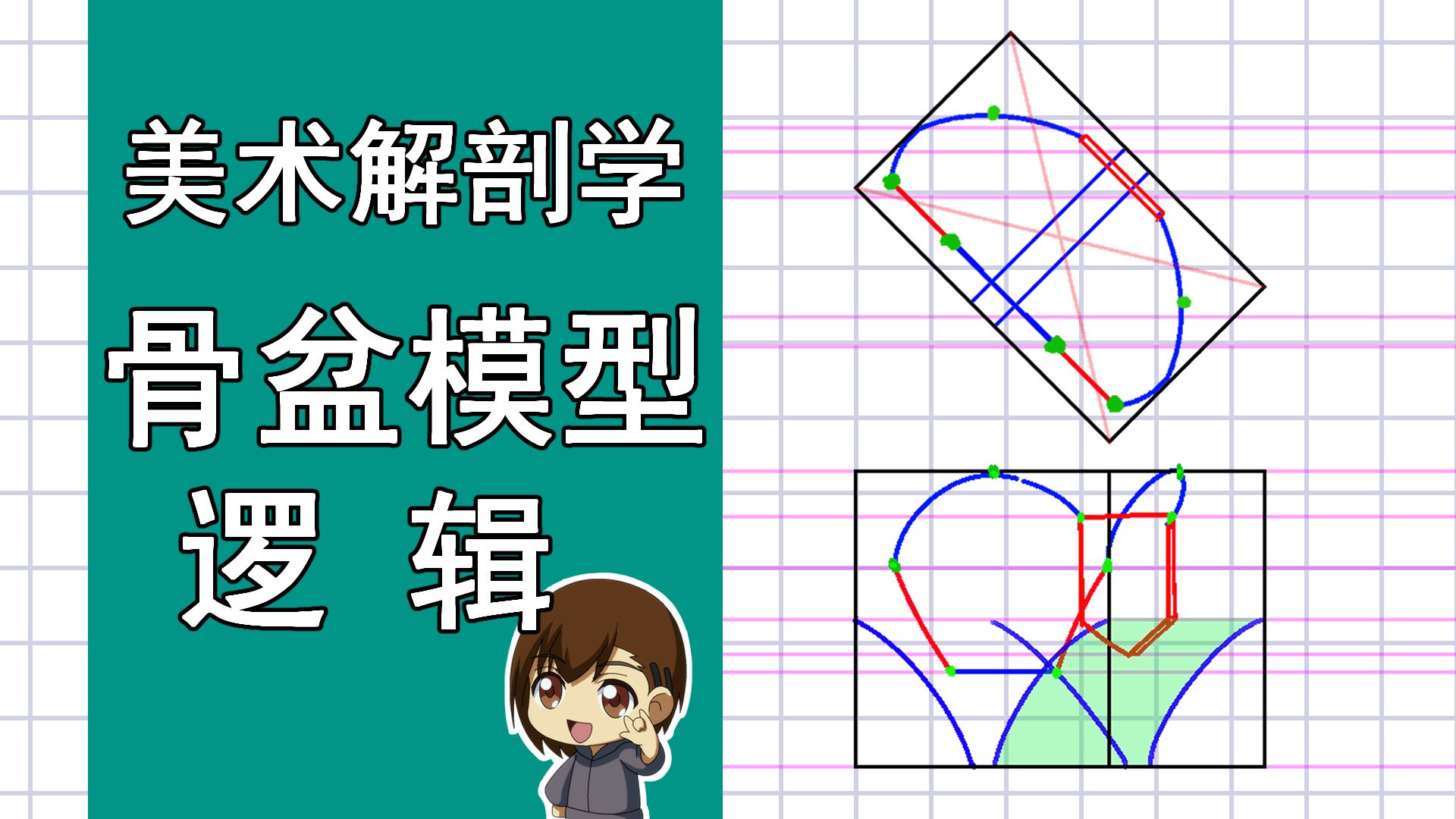 美术解剖学-51-骨盆模型逻辑（动态）