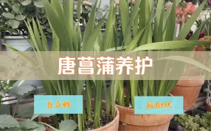 Download Video: 唐菖蒲繁茂直立的关键