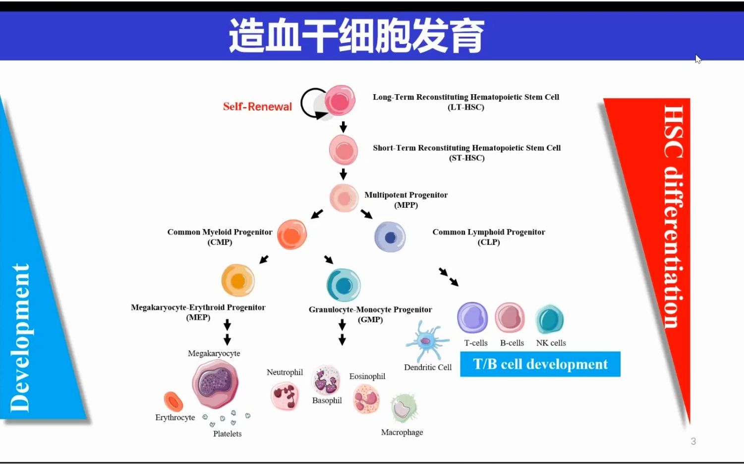 血细胞发育图片