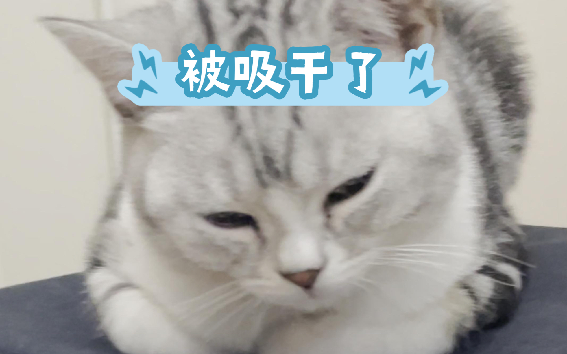 猫被吸干以后