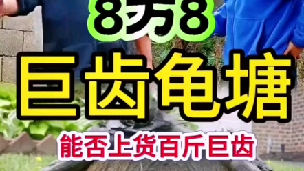 花88888包的巨齿龟塘,看看里面能否上百斤巨齿?哔哩哔哩bilibili