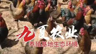我们基地的绿植覆盖面积是非常大的，看阳光照射在土鸡的花衣服上，非常的漂亮，前几个视频我们也提到过，我们基地三千多亩的山林，非常的大，别说养点土鸡了，养牛、养猪、