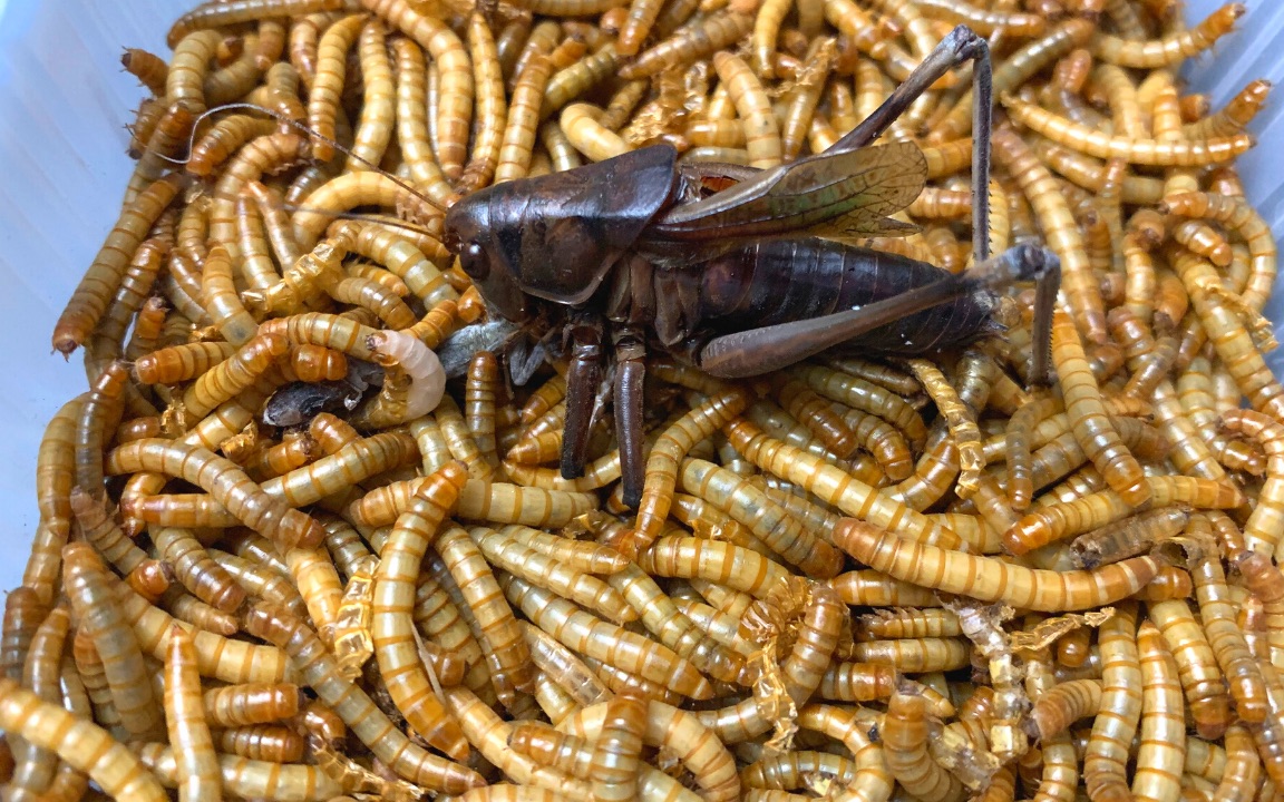 我养的蝈蝈死了