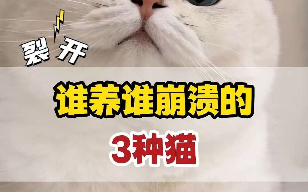 新手最不建议养的猫哔哩哔哩bilibili