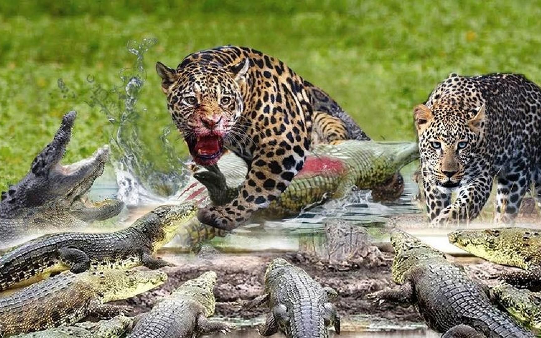 豹子在凶猛的鳄鱼谷肆意猎杀鳄鱼,会发生什么?野生动物攻击!