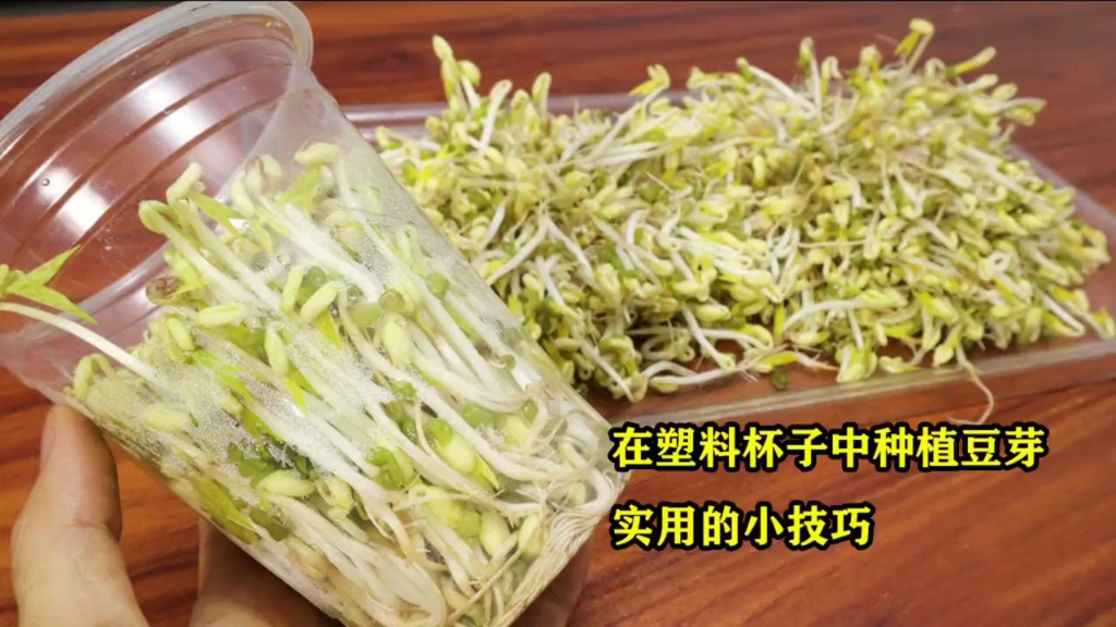 [图]在塑料杯子里面种豆芽非常简单，4天时间收获大量豆芽，看完就会