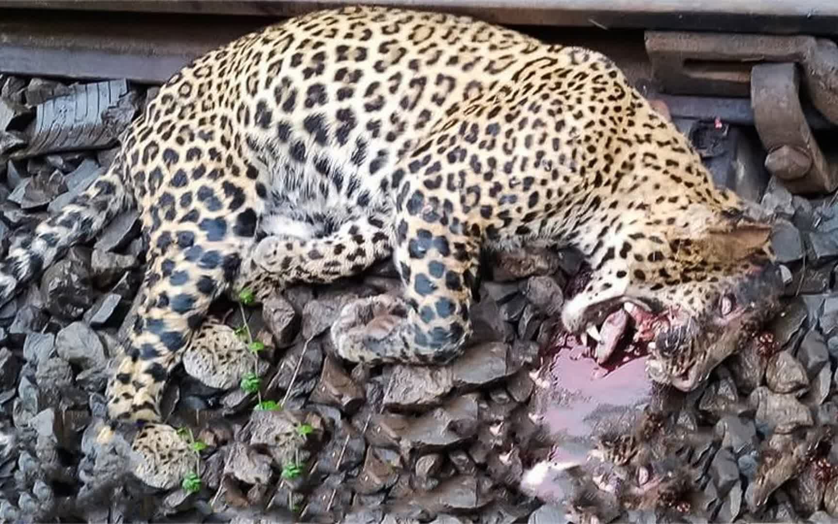 心痛的瞬间,受伤的豹子被无情的捕食者夺走了生命!