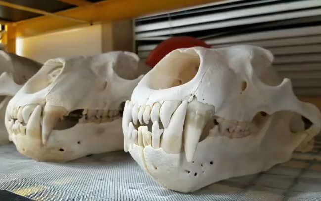 动物头骨-natural_selections-熊头骨标本展示07