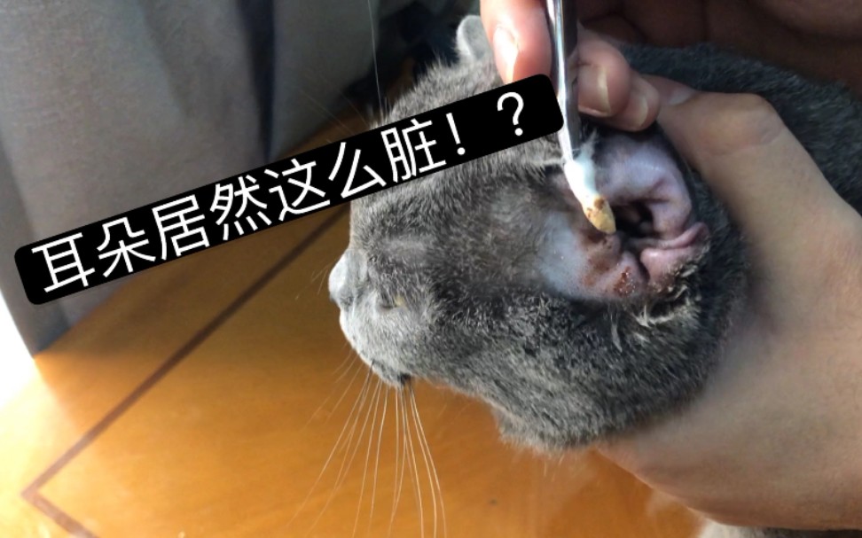 猫咪长耳螨,3分钟教你在家里给猫咪清理治疗.哔哩哔哩bilibili