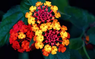 马缨丹 搜索结果 哔哩哔哩 Bilibili