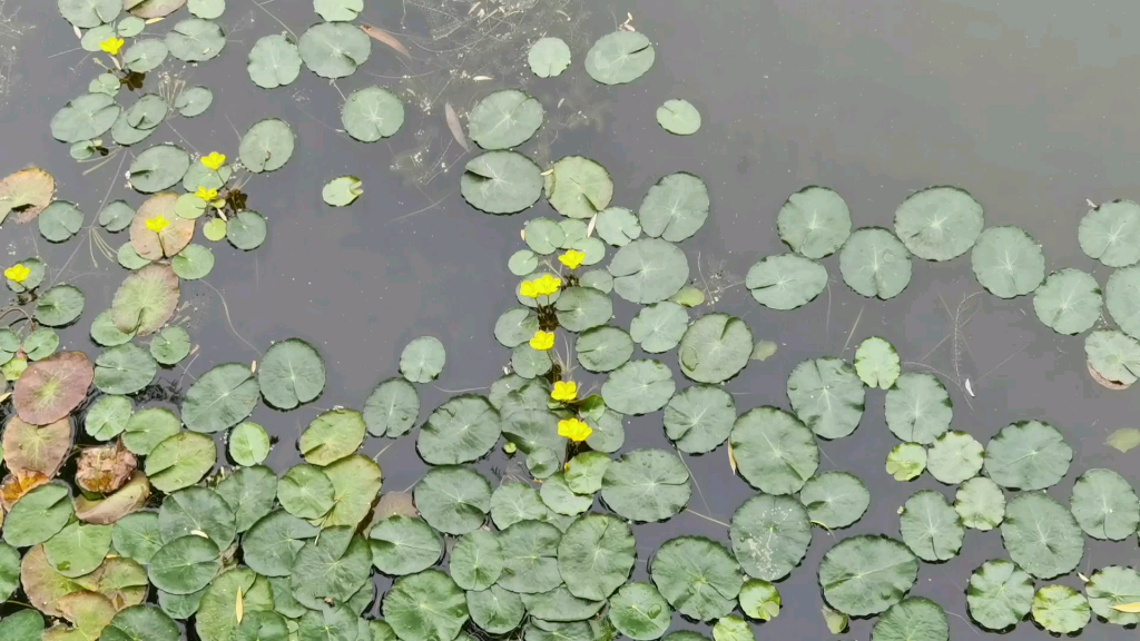 [图]【荇菜】环城河里长的荇菜