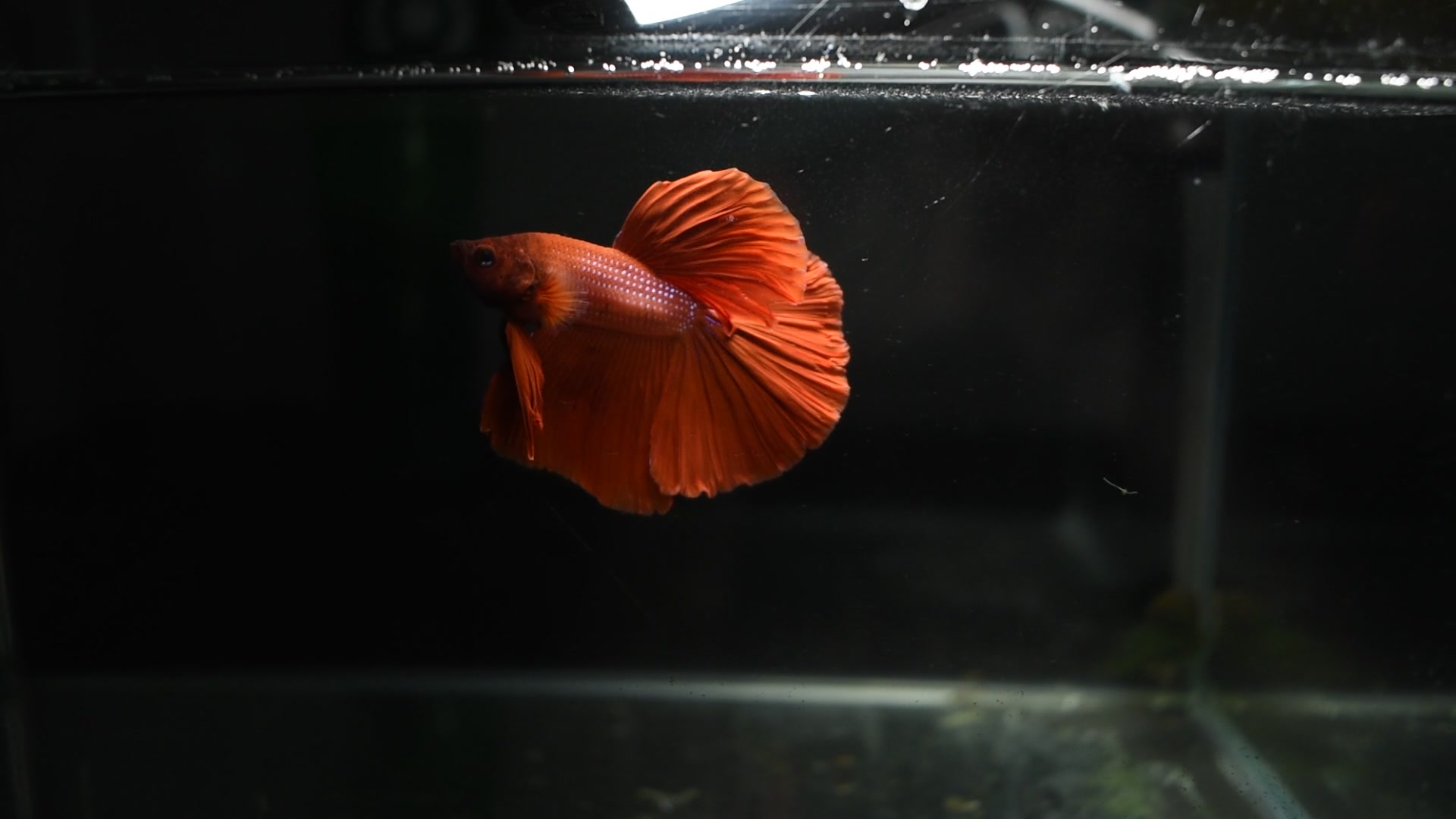 【半月斗鱼】红的